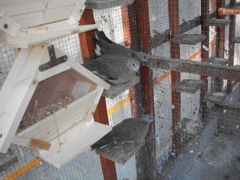 Tourterelles. 150 03130 Le pin