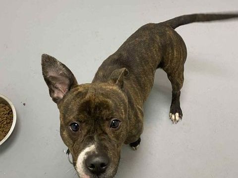 Chien ZACK &agrave; l adoption 210 13001 Marseille