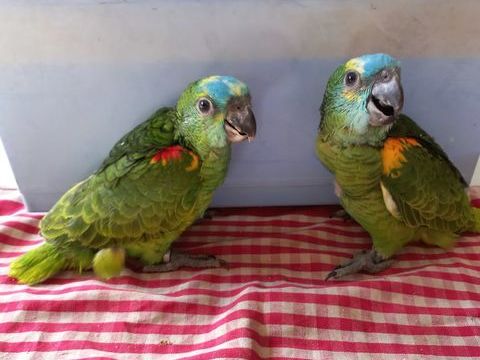 Amazone a front bleu 990 13300 Salon-de-provence