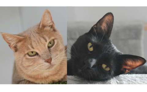 MAXI et GETXO 460 27620 Gasny