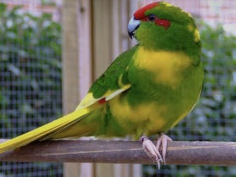 Kakariki m&acirc;le deux ans 40 47300 Pujols