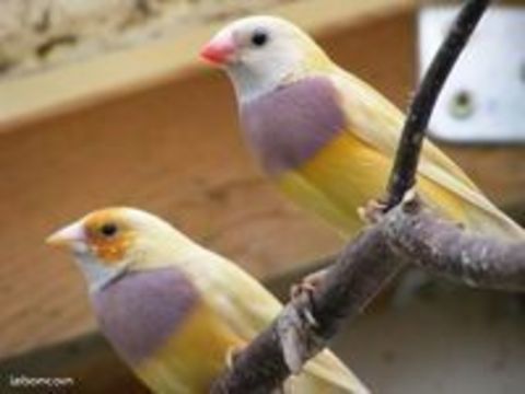 C&egrave;de divers oiseaux exotiques 40 45380 Chaingy