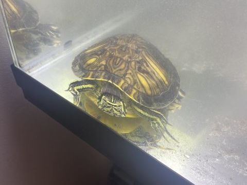 Tortue d'eau 60 13127 Vitrolles