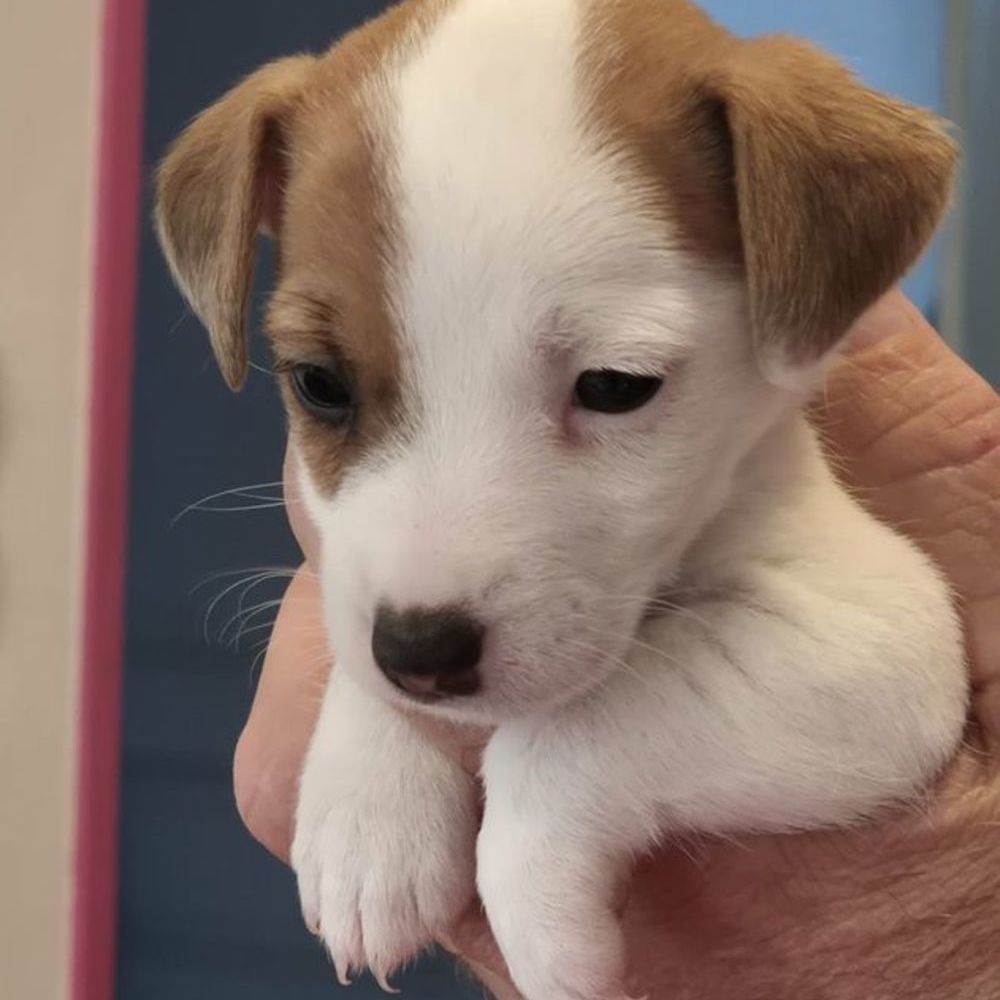   A Réserver Chiots JACK RUSSELL TERRIER LOF 