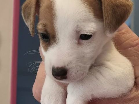 A R&eacute;server Chiots JACK RUSSELL TERRIER LOF 1300 61100 Flers