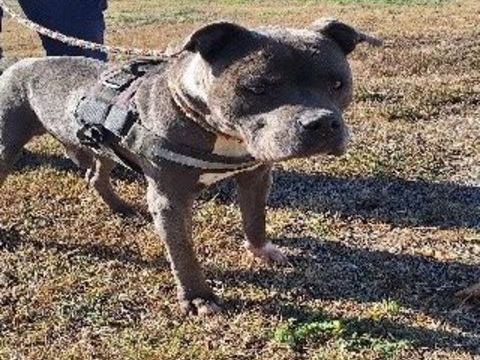 Chien ISKO à l adoption 80 34450 Vias