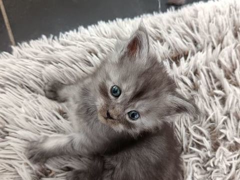 Chatons Maine Coon LOOF 1500 51000 Chlons-en-champagne