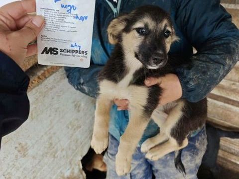 Mayumi à l'adoption 320 25000 Besanon