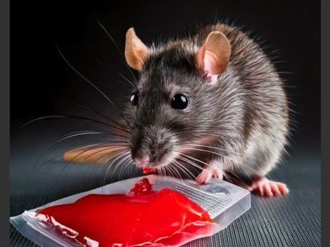 Raticide, souricide. 10 35310 Chavagne