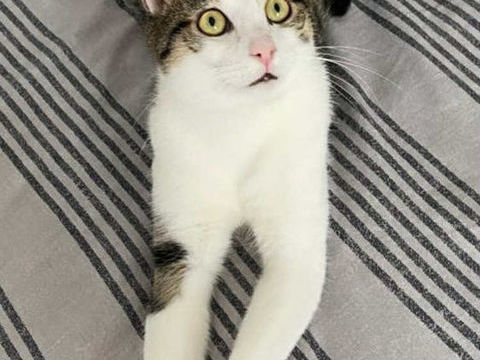 Fripouille &agrave; l'adoption avec son copain Tom 180 92000 Nanterre