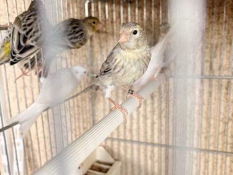 Canaris Agathe mosa&iuml;que jaune 30 60380 Morvillers