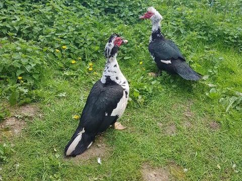 Canard de barbarie male. 20 77540 Courpalay