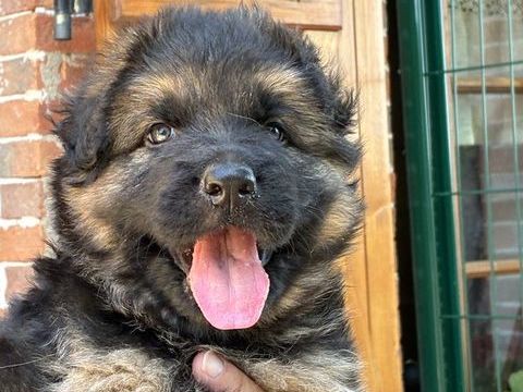 BERGER ALLEMAND POIL LONG 600 45420 Bonny-sur-loire