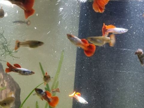 guppys blue dream caudal fin red 20 38100 Grenoble