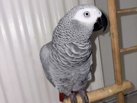 Gris du gabon 1600 34200 S�te