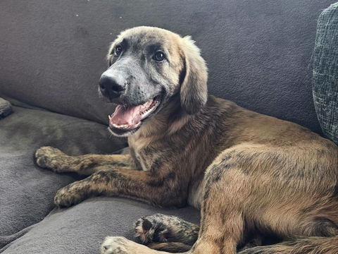 Ama&euml;l, M&acirc;le, X Berger, n&eacute; le 24/04/2026 🐶 300 92000 Nanterre