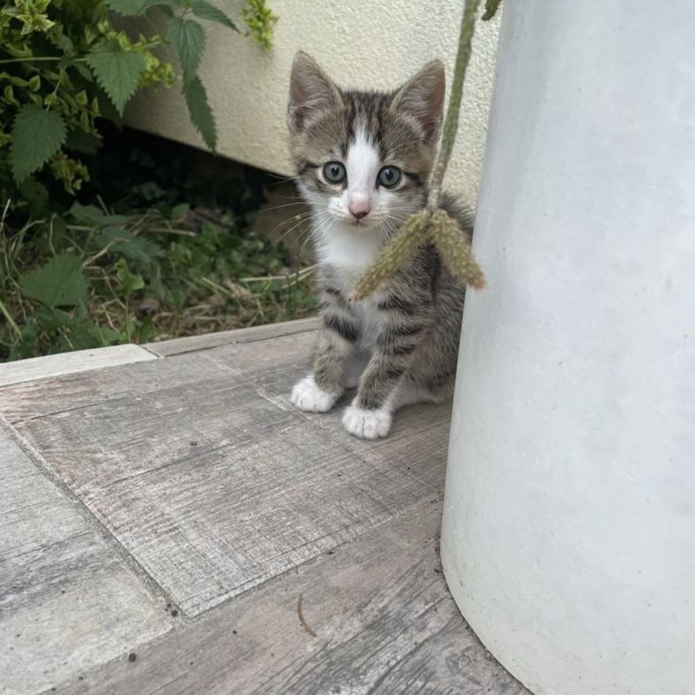   Chatons 