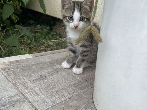 Chatons 0 10160 Maraye-en-othe