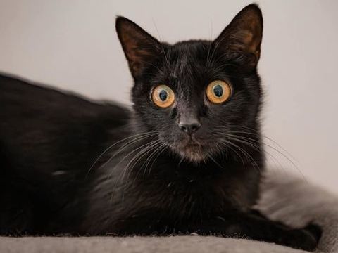 DINAH 1 26290 Donz�re