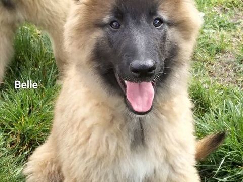 5 Chiots berger belge tervueren disponible 1200 03800 Gannat