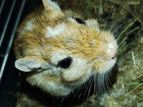 Dons 2 gerbilles ? 0 13400 Aubagne