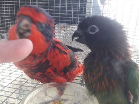 Cède Lori éos réticulatas Male seul ,ou couple élevé main 600 24110 Saint-lon-sur-l'isle