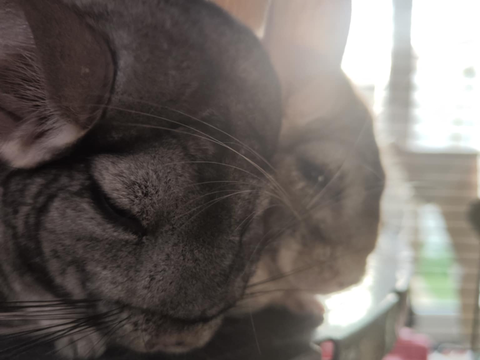 Axoma et Cocama 120 44000 Nantes