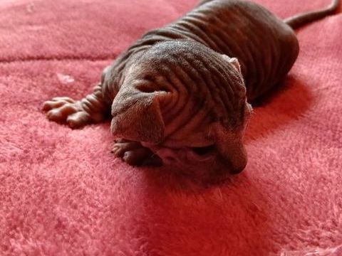 Chatons sphinx 900 11380 Mas-cabard�s