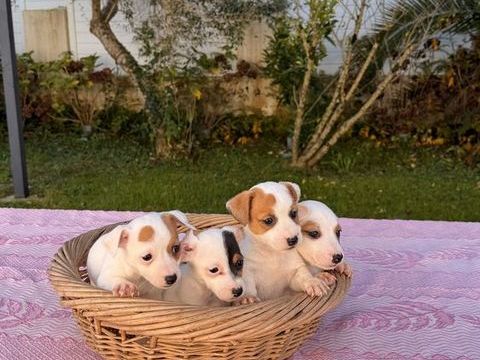 Chiots Jack Russel 600 40230 Saint-vincent-de-tyrosse