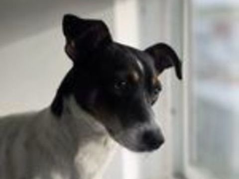 SNOOPY 300 95610 �ragny