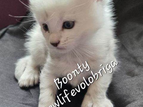chaton maine coon LOOF black silver shaded 2000 30700 Uz�s