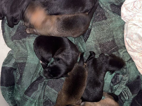 Chiots 150 38150 Salaise-sur-sanne