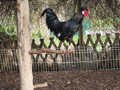 Jeune coq Hollandais 20 30600 Vauvert