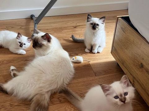 Chatons Sacr&eacute; de Birmanie port&eacute;e unique, &eacute;lev&eacute;s en famille 900 93200 Saint-denis