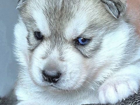 PETITE FEMELLE HUSKY LOF 600 33000 Bordeaux