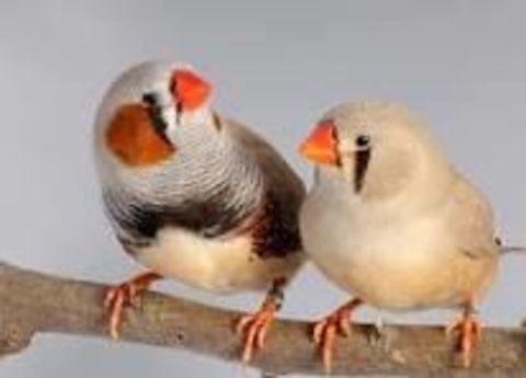 diamant mandarin jeune et couple 8 77177 Brou-sur-chantereine