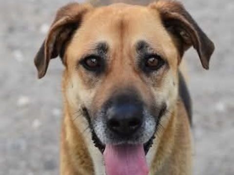 SHINE 300 95610 �ragny