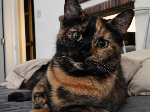 PTITLU chatonne &eacute;caille de tortue 8 mois 225 92260 Fontenay-aux-roses