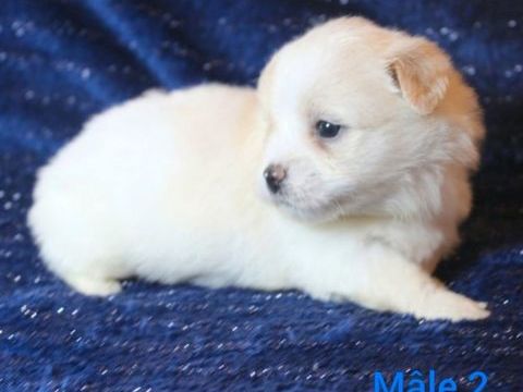 Magnifique chiot coton de tulear 700 75005 Paris