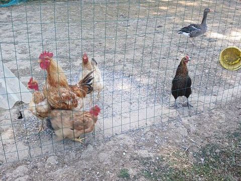 Poules pondeuse coq oie 10 62550 Nédon