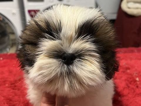 Sublime chiot m&acirc;le shih tzu LOF 950 58350 Nannay
