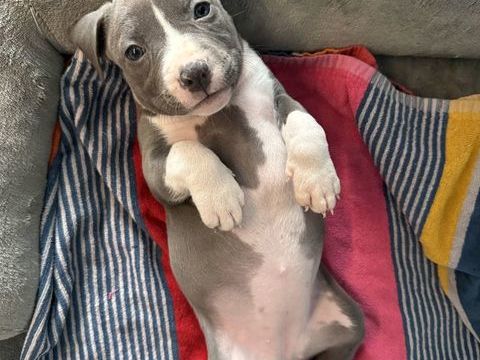 Chiots mâle et femelle 1000 68310 Wittelsheim