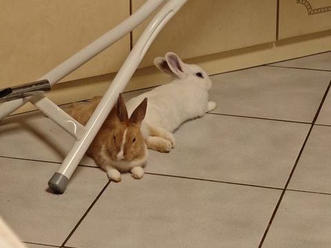 Donne petit couple de lapins tr&egrave;s doux. 0 83160 La valette-du-var