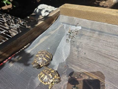 B&eacute;b&eacute; tortue 25 66000 Perpignan