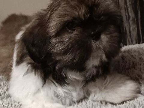 Chiots shih-tzu 1000 38210 Saint-quentin-sur-is�re