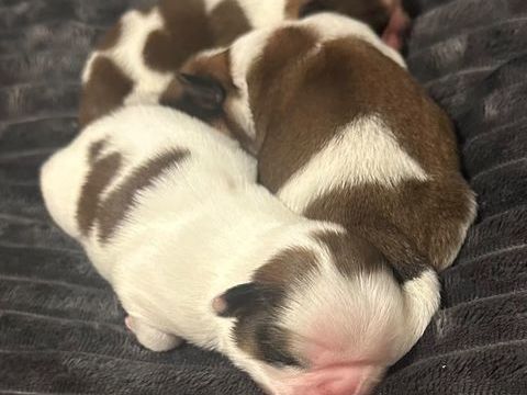 Adorables chiots Shih Tzu. 950 94800 Villejuif