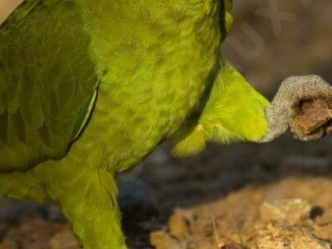 Deux mal amazon nuque d'or 700 16000 Angoulme