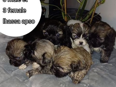 Lhssa apso pure race 0 11100 Narbonne