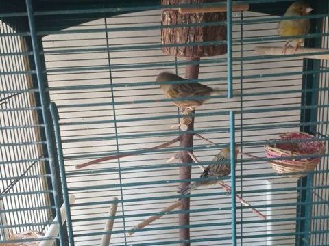 male canari gloster ann&eacute;e 2023 25 77177 Brou-sur-chantereine