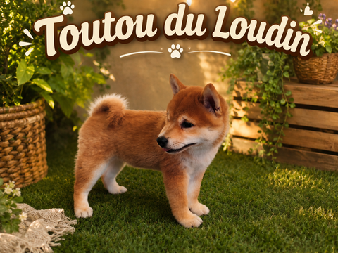 Chiot Shiba Inu 800 18140 Précy